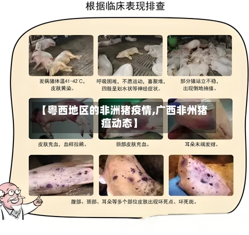 【粤西地区的非洲猪疫情,广西非州猪瘟动态】