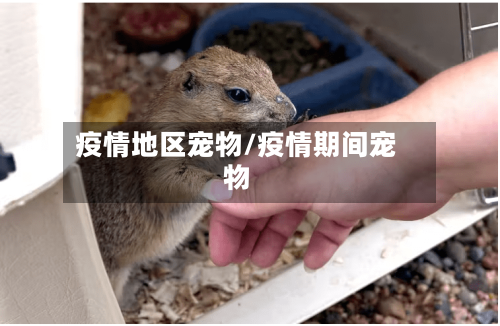 疫情地区宠物/疫情期间宠物
